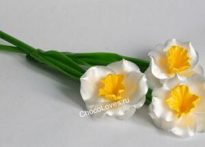 Карамельный нарцисс